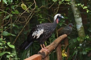 Amantes dos animais não podem deixar de visitar o Parque das Aves, em Foz do Iguaçu, Brasil