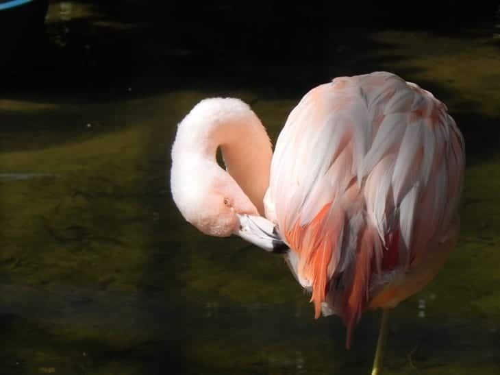 Flamingo do Parque das Aves, em Foz do Iguaçu, Brasil