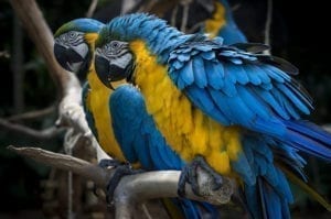 O Parque das Aves foi criado na década de 1990 por iniciativa privada
