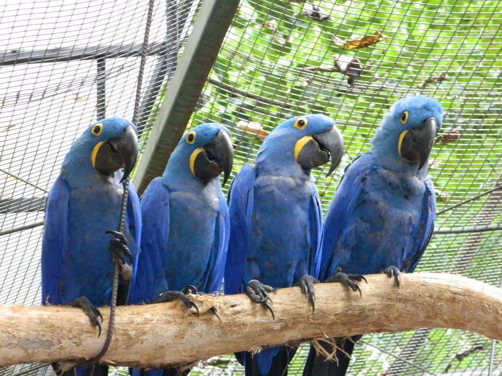 Araras azuis do Parque das Aves, em Foz do Iguaçu, Brasil