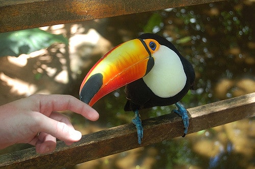 No parque das Aves de Foz do Iguaçu é possível interagir com os animais