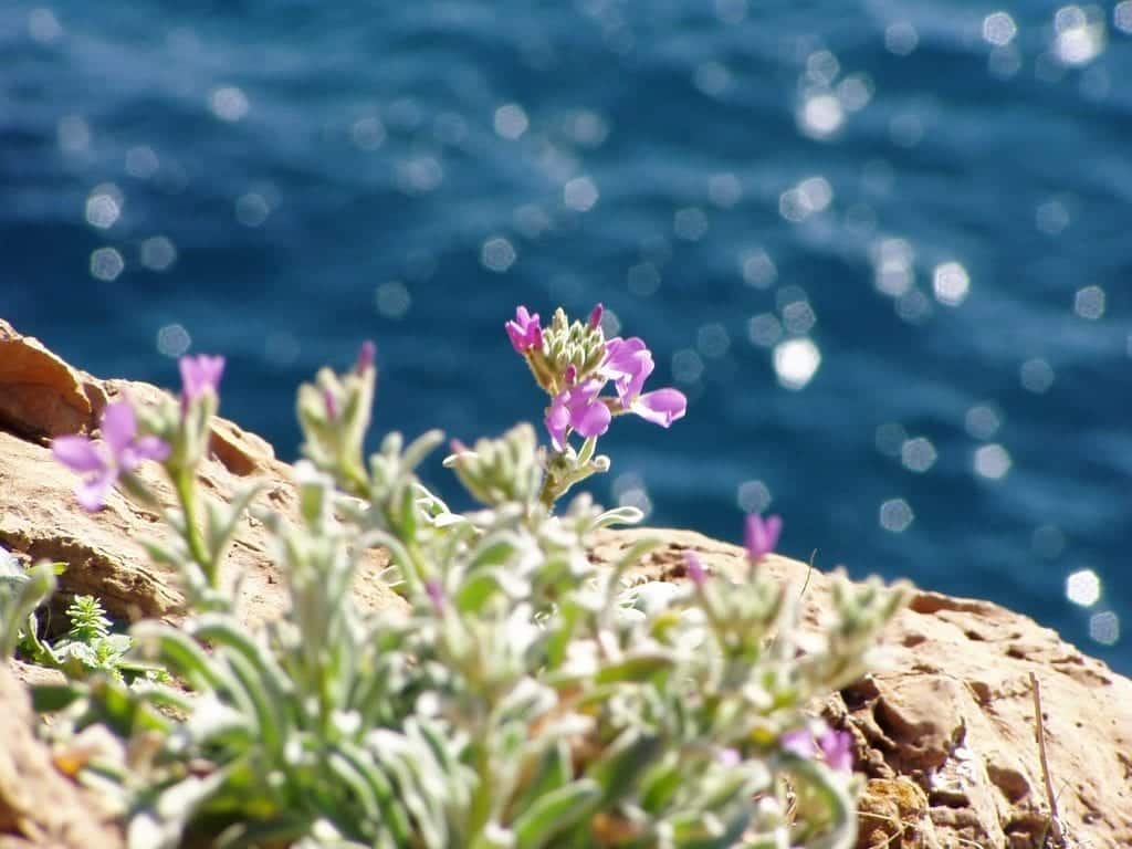 Além do azul intenso, as praias de Atenas são embelezadas por flores de cores vibrantes
