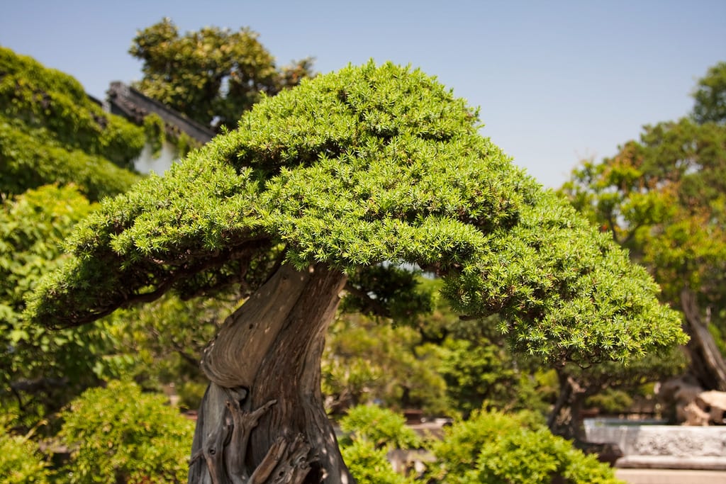 Bonsai do Jardim do Administrador Humilde, em Suzhou, China