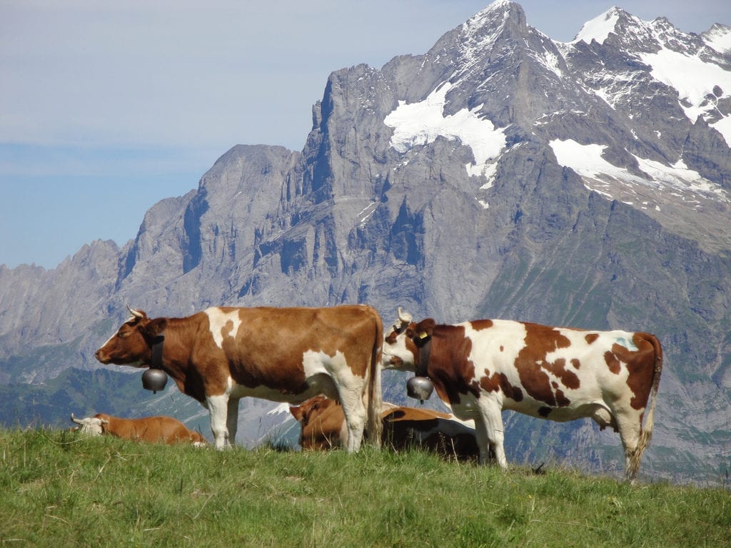 Vaquinhas compondo o cenário de Interlaken, na Suíça