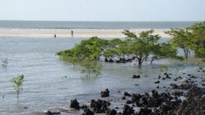 A Ilha de Maiandeua possui várias praias desertas, longe da exploração turística. Na foto, a praia de Algodoal