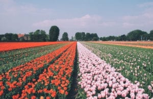 Tulipas de todas as cores do Keukenhof, jardim que fica em Lisse, a cerca de 30 km de Amsterdã
