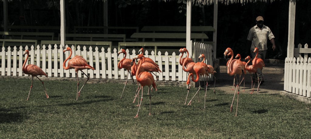 Flamingos no Adastra Gardens, em Nassau, Bahamas