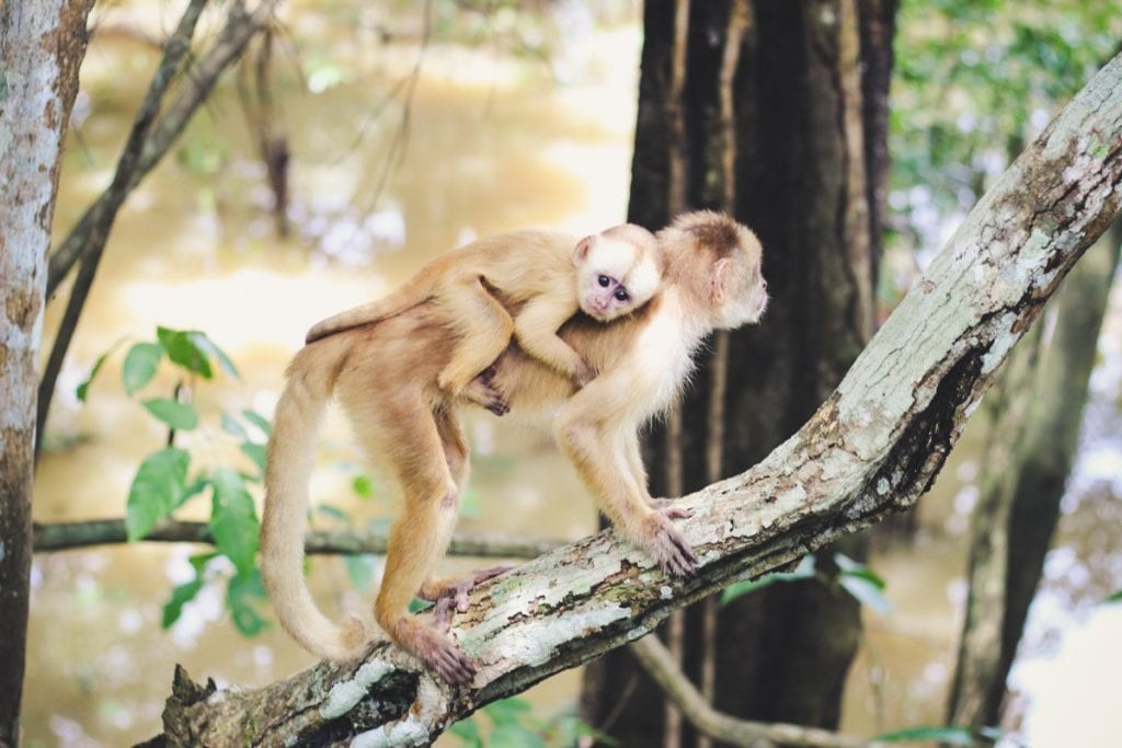 Macaco solto na natureza no Parque Ecológico do Janauari