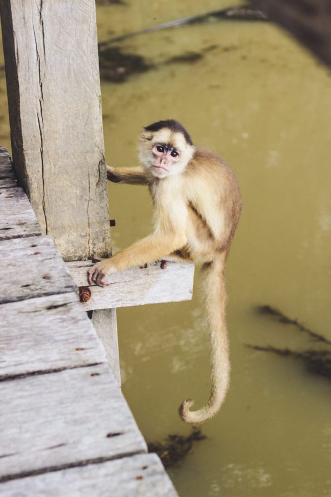 Macaco solto na natureza no Parque Ecológico do Janauari
