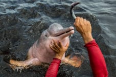 Boto cor de rosa sendo bem cuidado por um instrutor