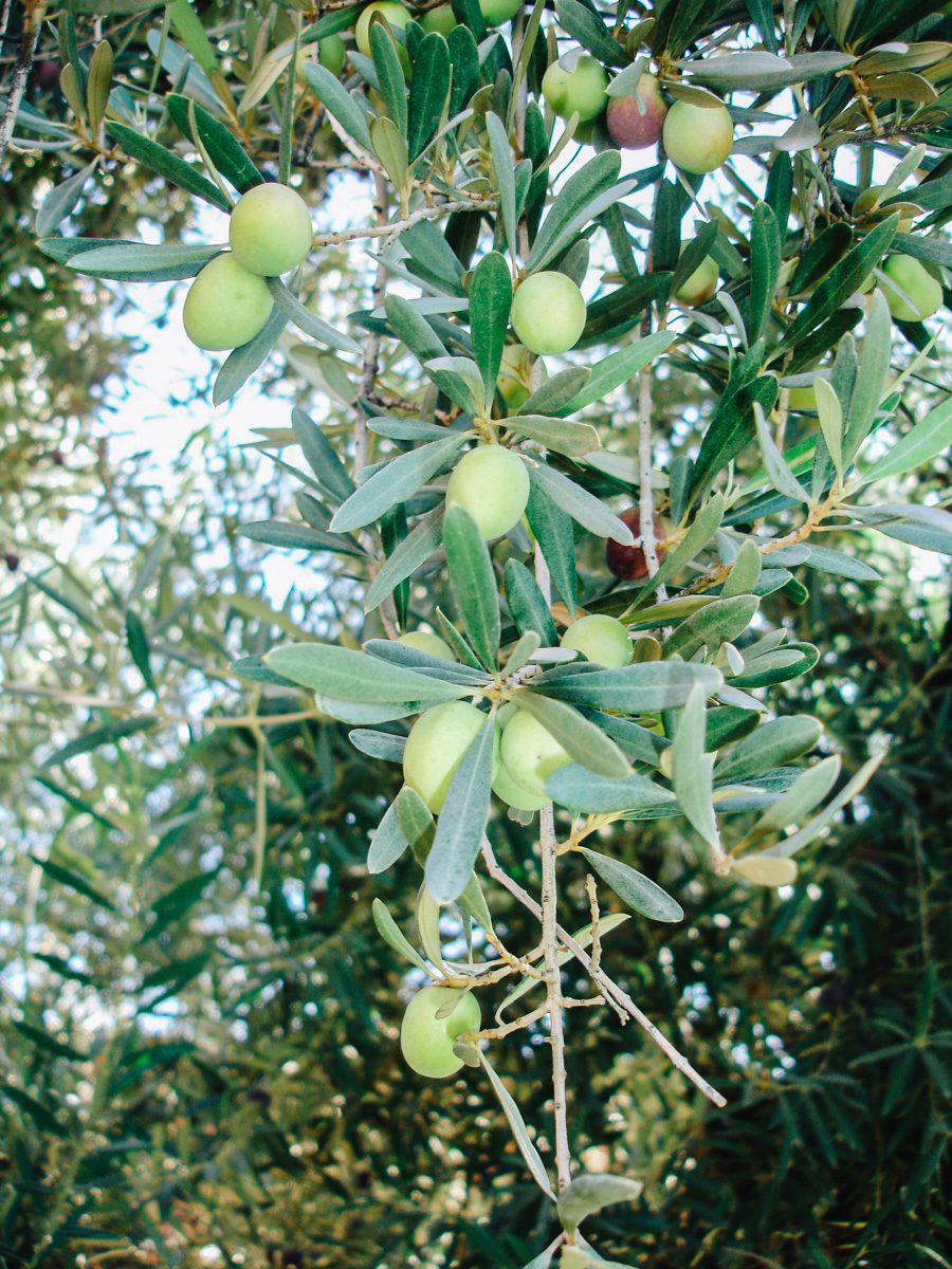 Azeitonas verdes e pretas crescem no mesmo pé na fábrica de azeites Laur