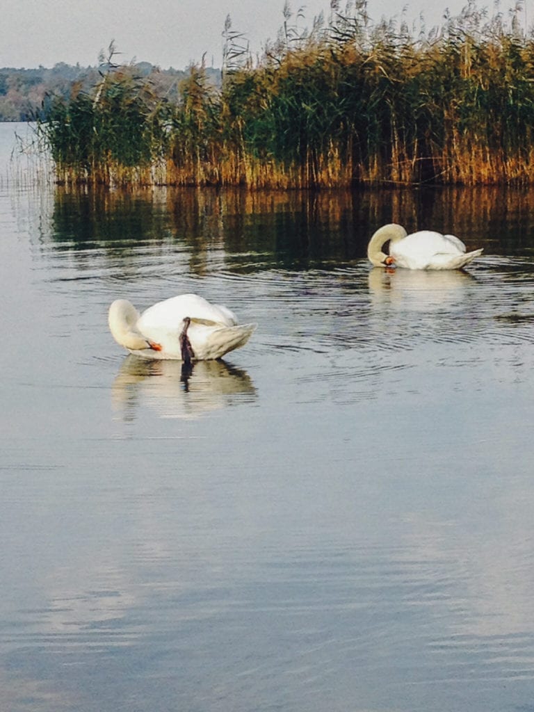 Cisnes no Wannsee, lago onde os moradores de Berlim costumam passar algumas tardes
