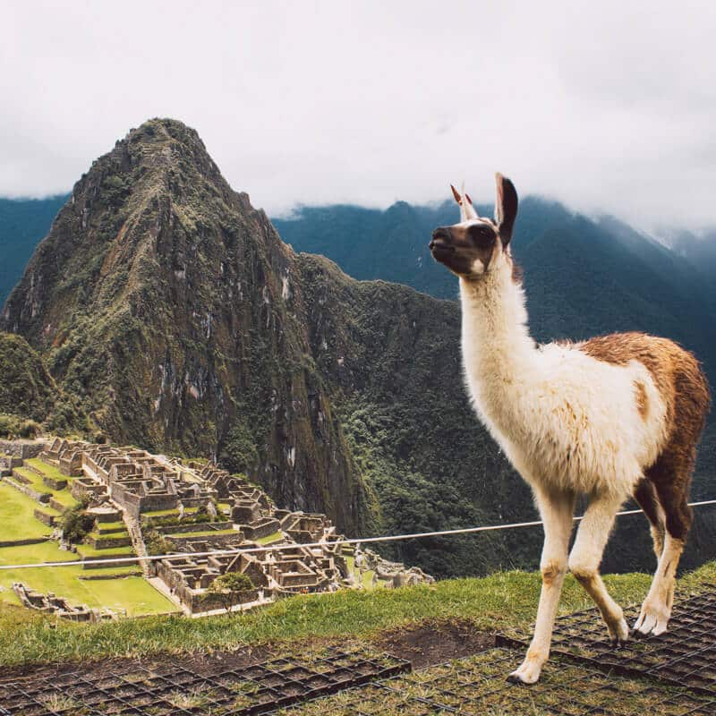 As lhamas dão as boas-vindas em Machu Picchu, destino imperdível para quem viaja ao Peru pela primeira vez