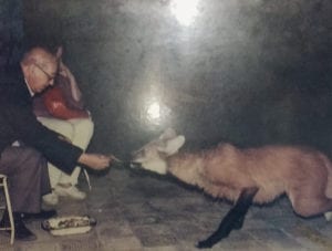 Na foto, o Padre Laura Palú alimenta um lobo-guará