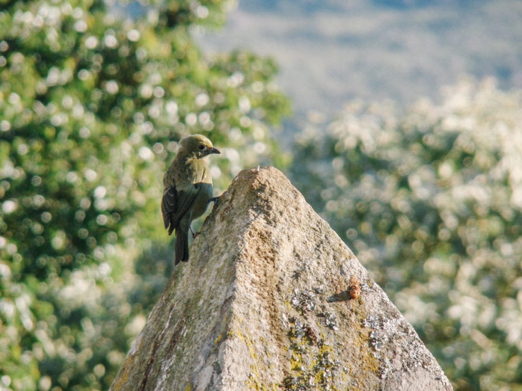 Avistamento de pássaros no Santuário do Caraça, em Catas Altas, Minas Gerais