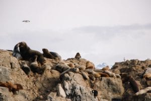 Navegação pelo canal de Beagle em Ushuaia, Argentina