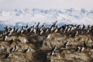 Cormoranes, animais que são frequentemente confundidos com pinguins. Foto feita durante a navegação pelo Canal de Beagle, em Ushuaia
