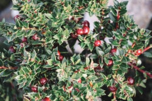 Chaura, o fruto proibido das Islas Bridge, em Ushuaia