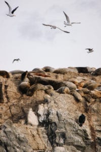 Pássaros e leões marinhos na Isla de dos Lobos, durante a navegação no Canal de Beagle