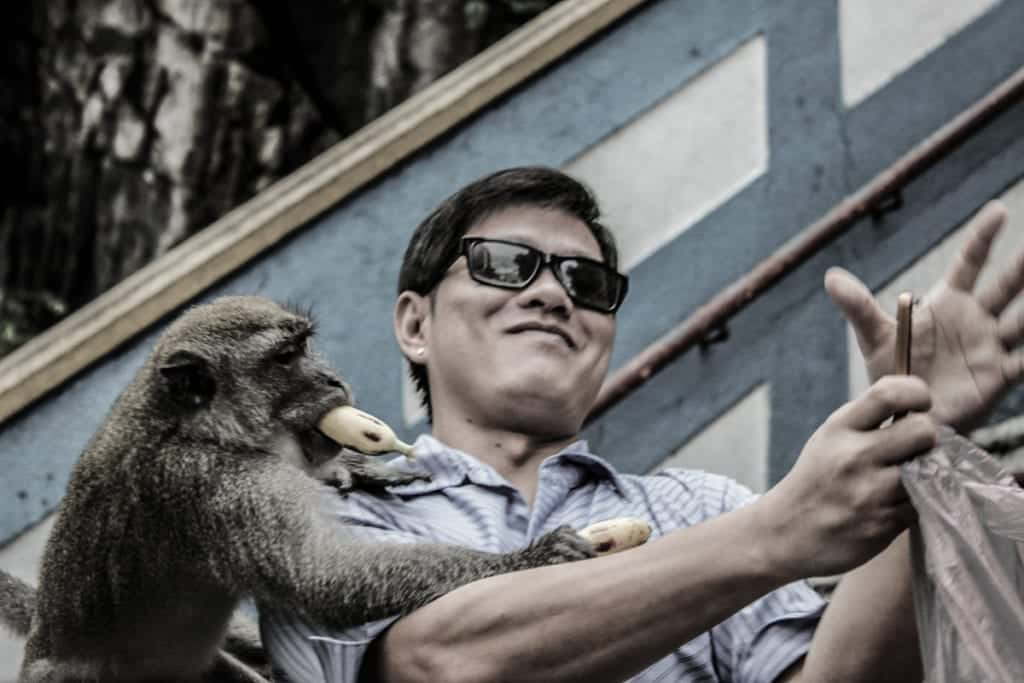 Macaco esfomeado nas Batu Caves, em Kuala Lumpur, Malásia