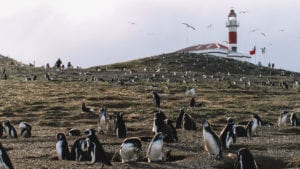 Isla Magdalena, lugar para ver pinguins perto de Punta Arenas, no Chile