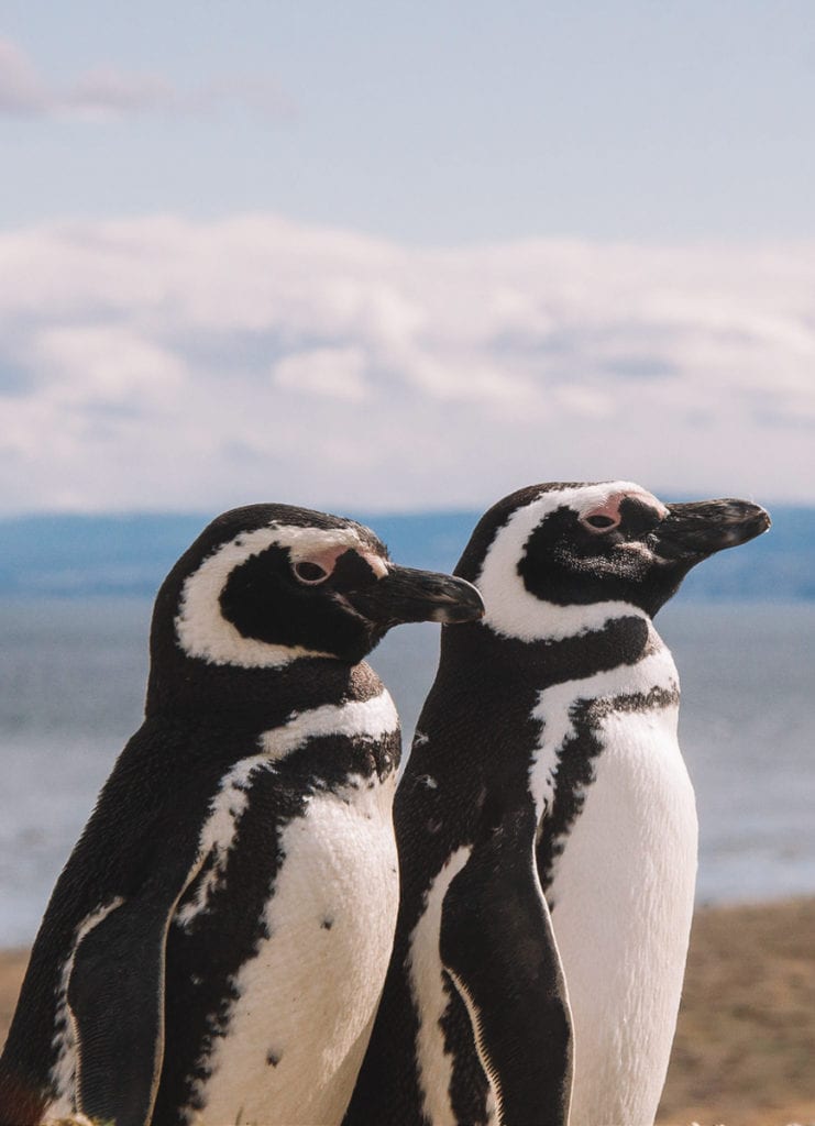 Pinguins na Isla Magdalena, em Punta Arenas, patagônia chilena