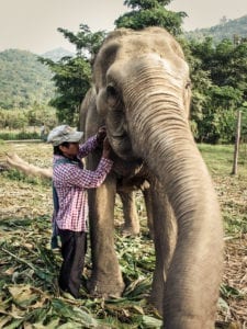 Elephant Nature Park, Chiang Mai, Tailândia