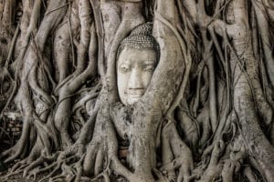 Cabeça do Buda na árvore em Ayutthaya, Tailândia