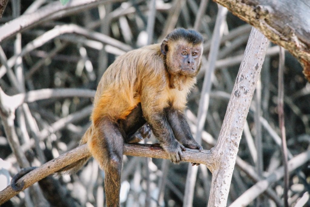 Macaco prego em Vassouras, durante passeio de lancha voadeira pelo Rio Preguiças
