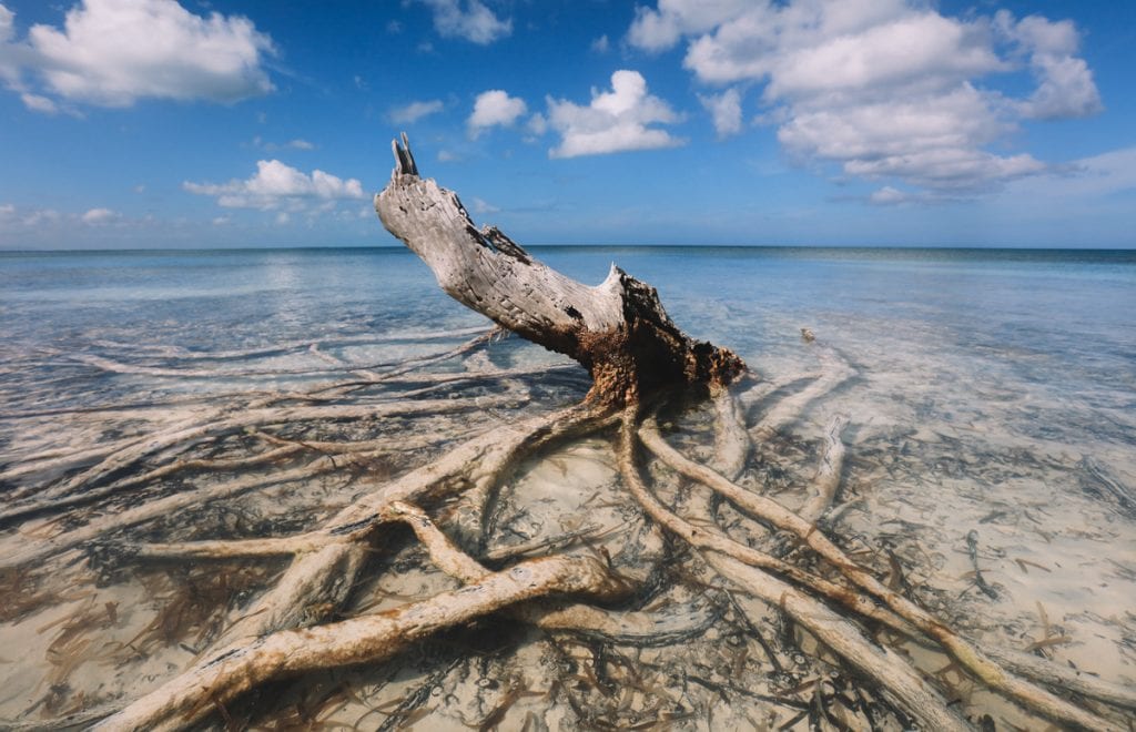 Raízes de árvores se alastrando pela água de Cayo Levisa, em Cuba