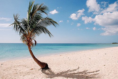 Coqueiro na Playa Ancón, Trinidad, Cuba