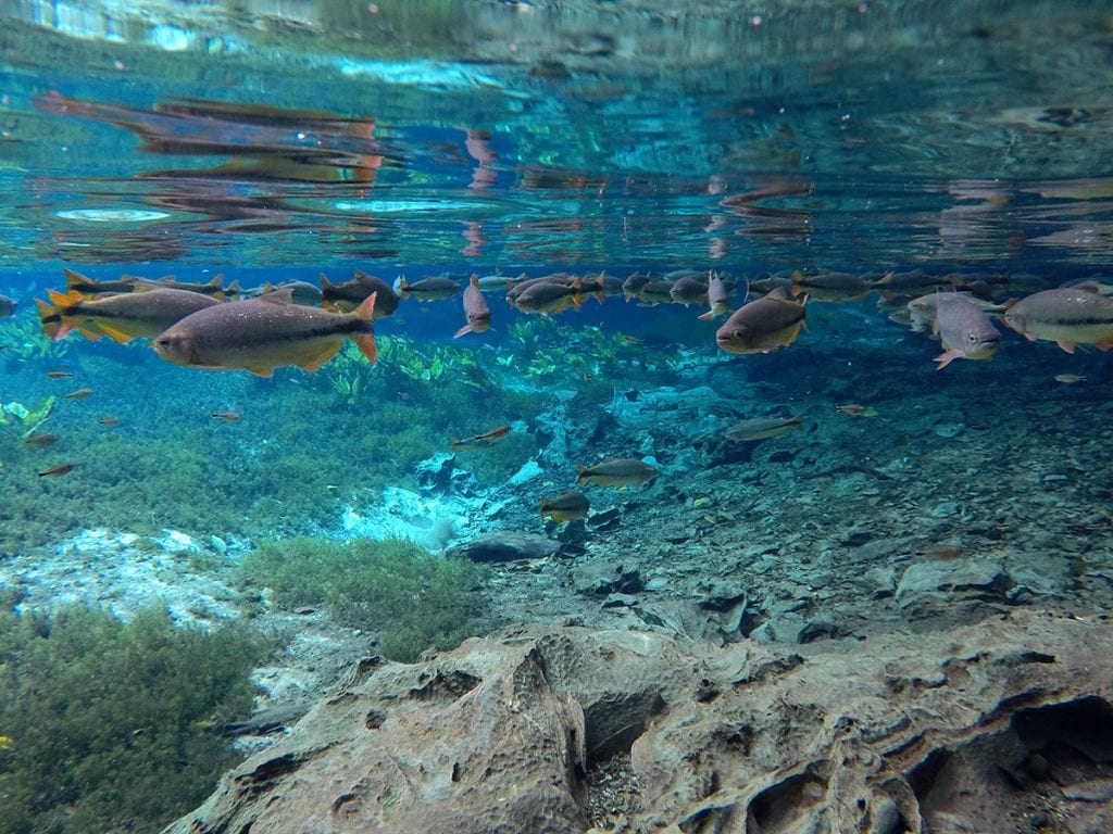 Qual a melhor época para ir a Bonito, no Mato Grosso do Sul