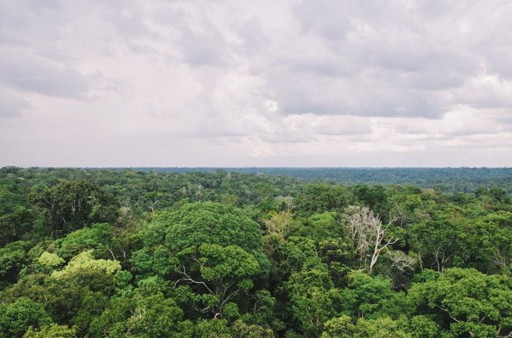 Copa das árvores vistas a partir da torre de observação do MUSA, em Manaus
