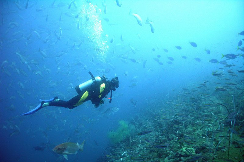 Certificação de mergulho PADI Open Water Diver