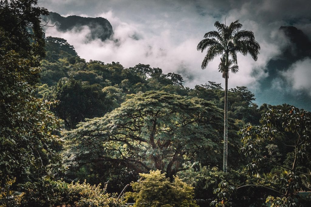 Floresta da Tijuca, um dos passeios no Rio de Janeiro que não dá para perder