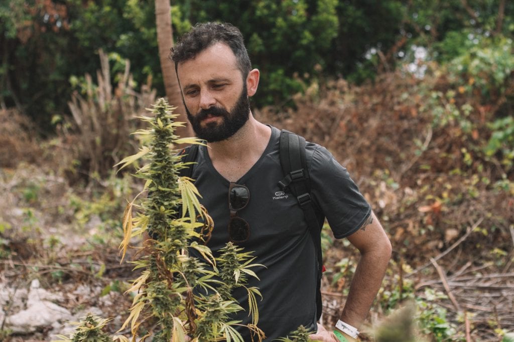 Plantação de cannabis na Jamaica