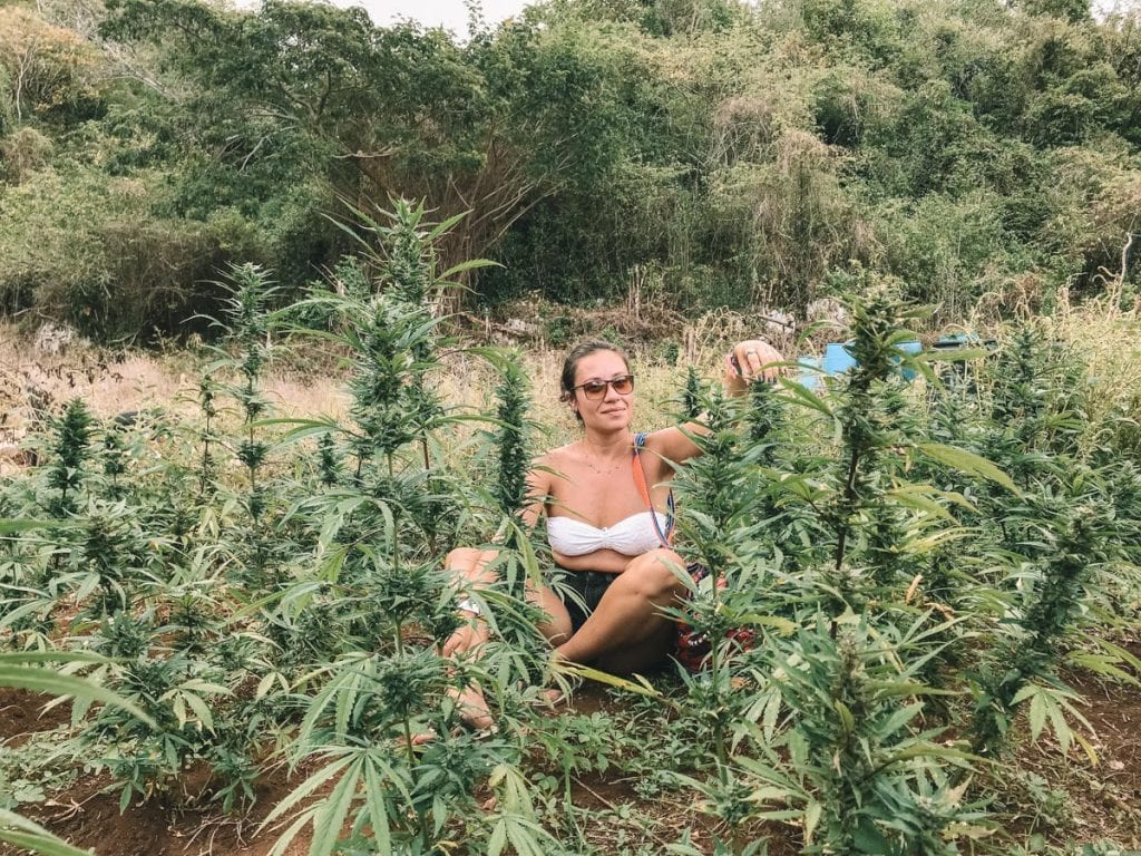 Plantação de cannabis em Orange Hill, Jamaica