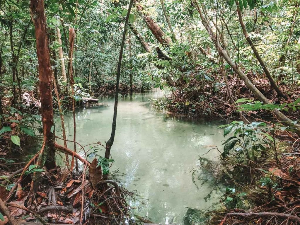 Igarapé na Flona - Floresta Nacional do Tapajós