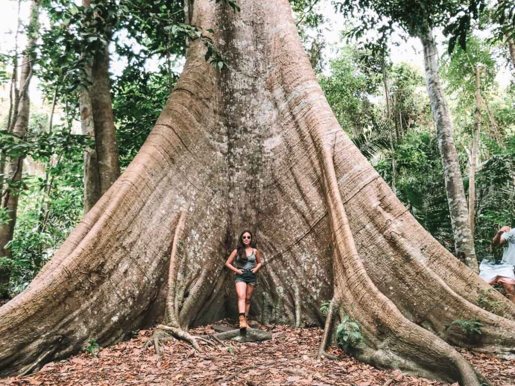 Sumaúma na Flona - Floresta Nacional do Tapajós