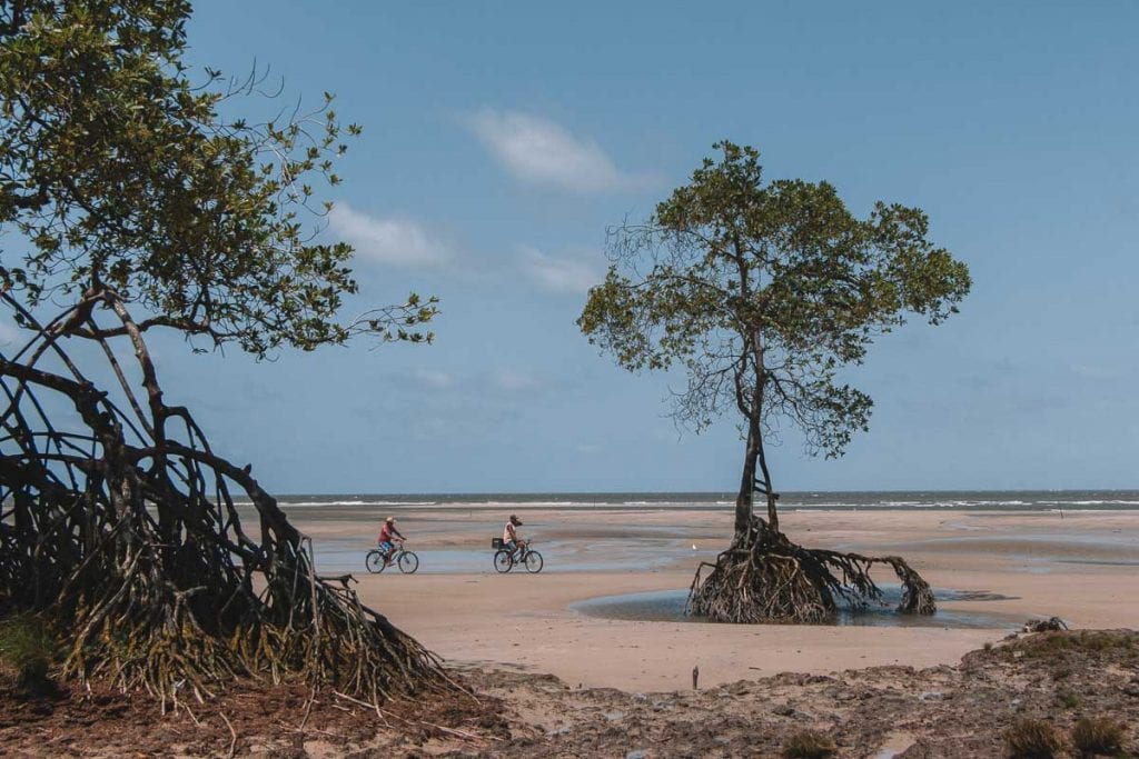 Mangue amazônico na Praia da Barra Velha, Ilha de Marajó