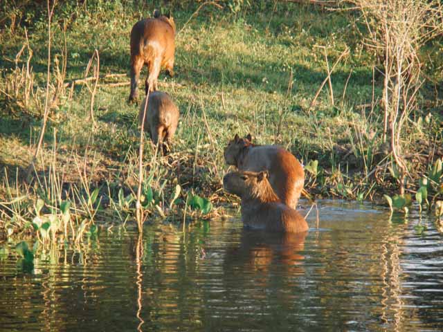 Capivaras se refrescando no rio no Pantanal Sul