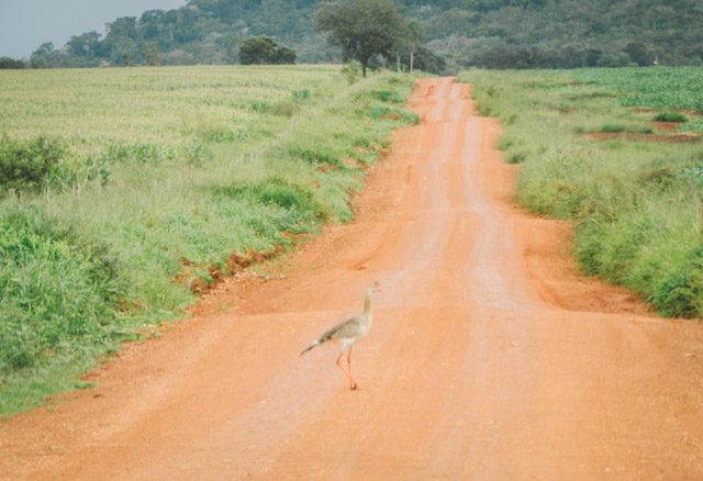 Seriema atravessando estrada pantaneira próximo à Bonito, Mato Grosso do Sul