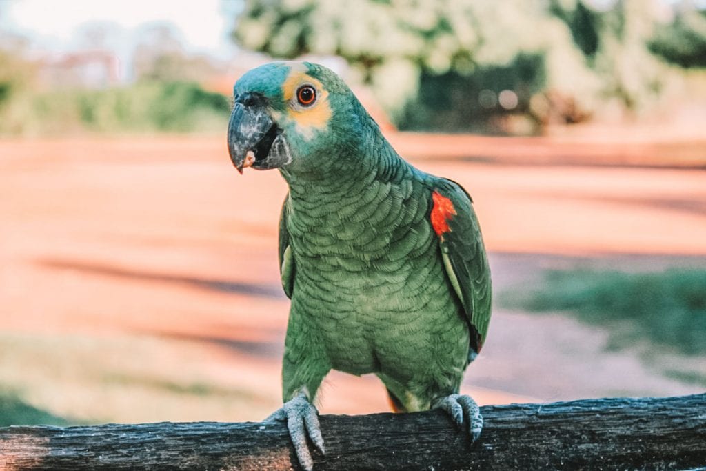 Papagaio livre na Fazenda San Francisco, Pantanal Sul