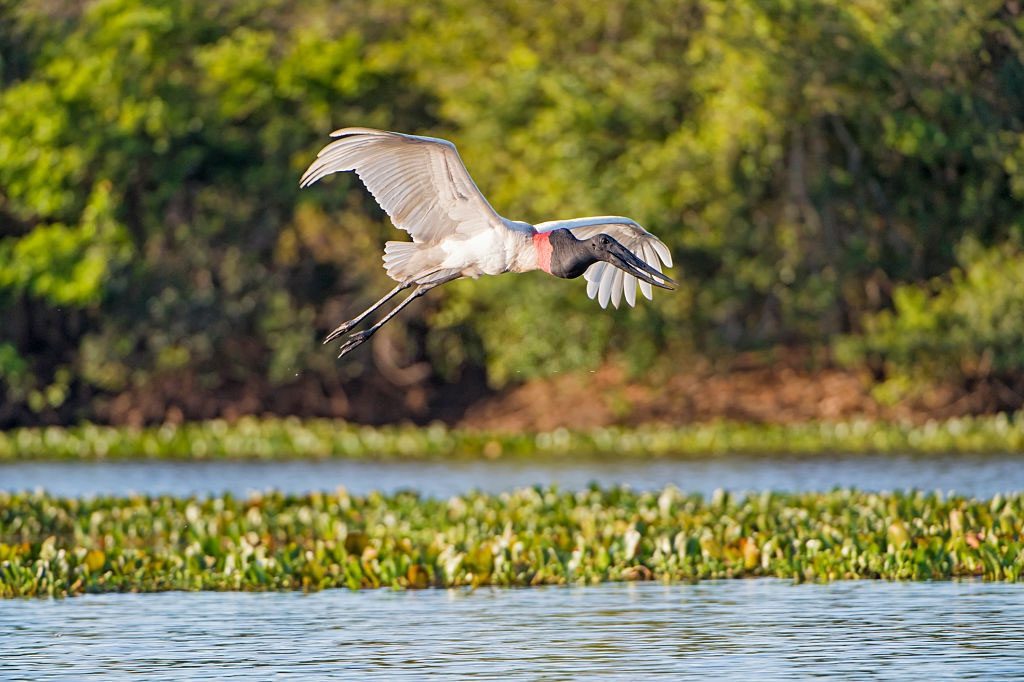 Turismo no Pantanal