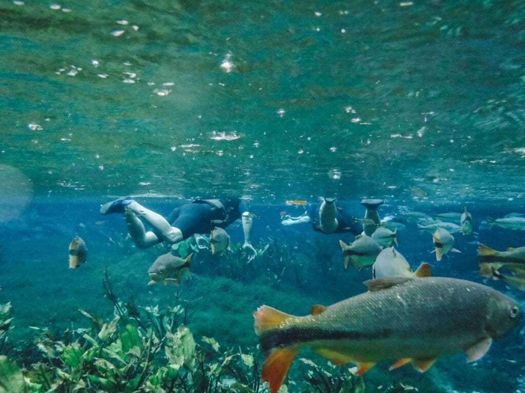 Flutuação no Aquário Natural, em Bonito, Mato Grosso do Sul