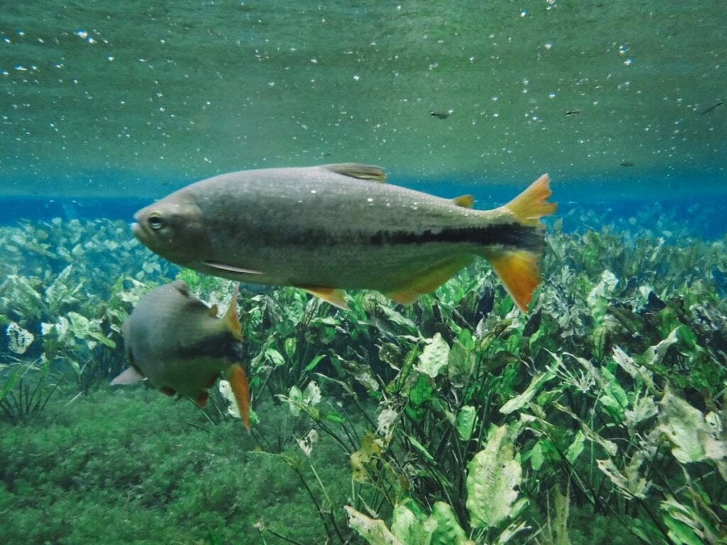 Peixes e vegetação no Aquário Natural de Bonito, Mato Grosso do Sul