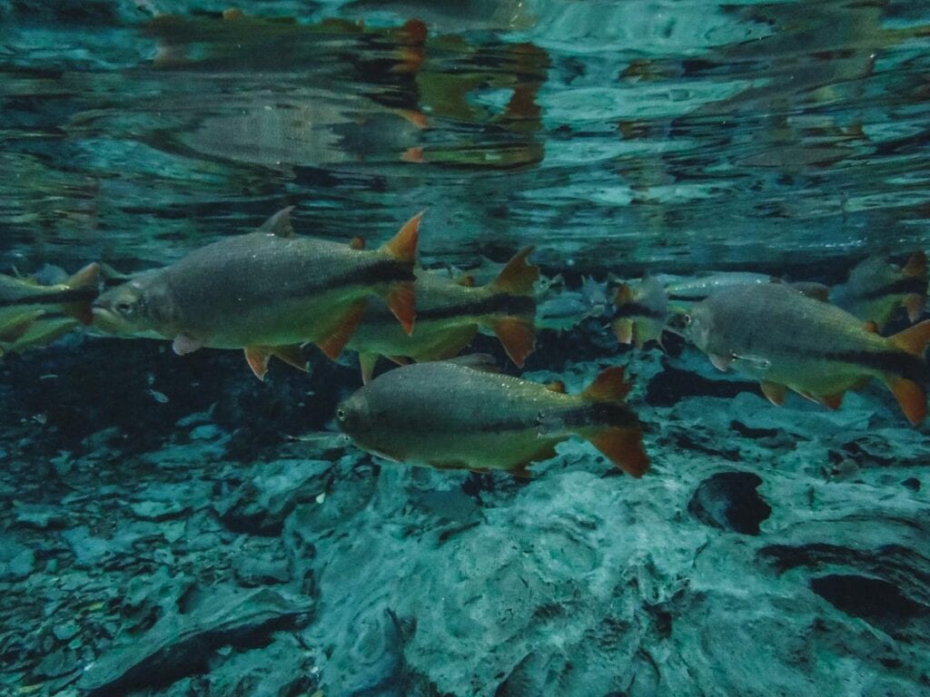 Peixes no Aquário Natural, em Bonito, MS