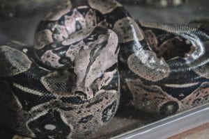 Serpente no viveiro do Projeto Jiboia, em Bonito, Mato Grosso do Sul