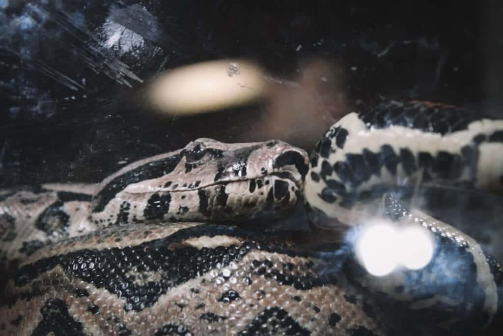 Close na serpente do viveiro do Projeto Jiboia, em Bonito, Mato Grosso do Sul