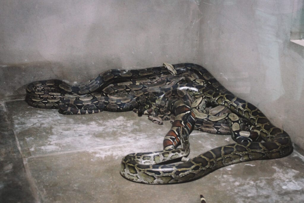Serpentes no viveiro do Projeto Jiboia, em Bonito, Mato Grosso do Sul